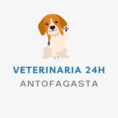 Veterinaria 24h Antofagasta