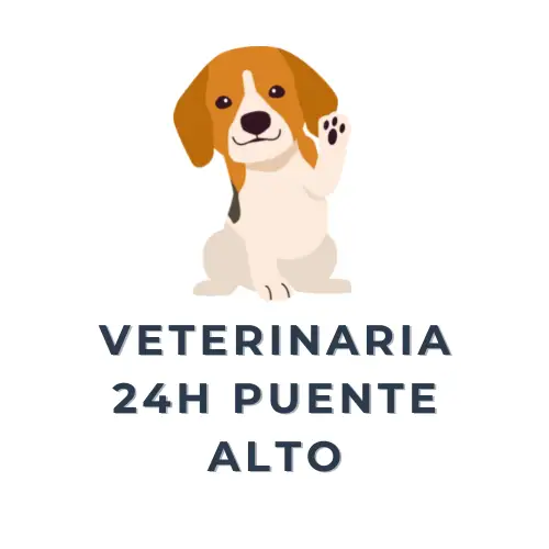 Veterinaria 24 horas Puente Alto