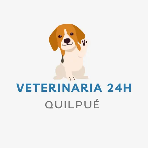 Veterinaria 24h Quilpué