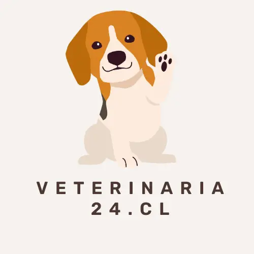 veterinaria 24